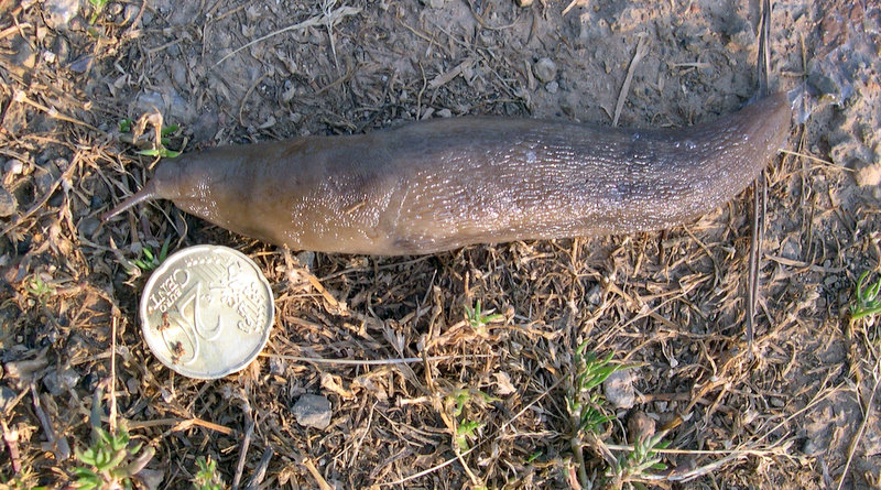 Nudo: Un Limax del corsicus-gruppo dal Argentario (GR)